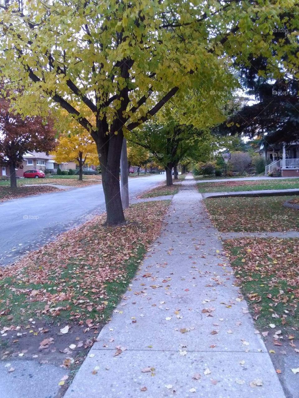 Going for a walk in the fall. leaves changing colors.