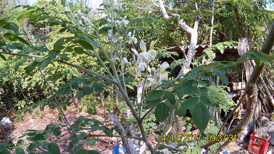 Moringga Flower and leaves