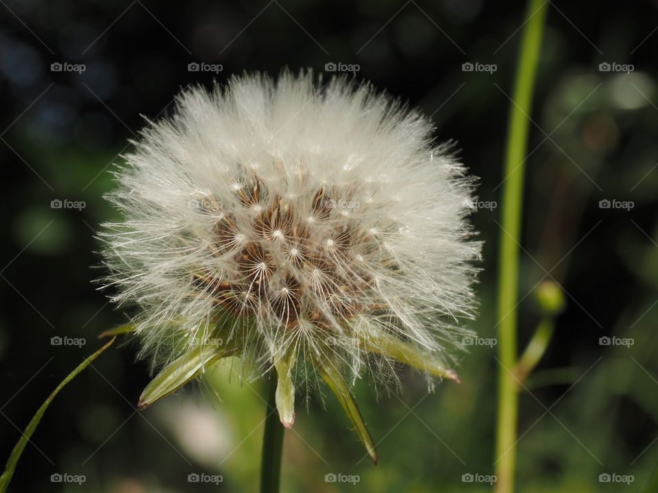 Dandelions, candy tufts, flower,