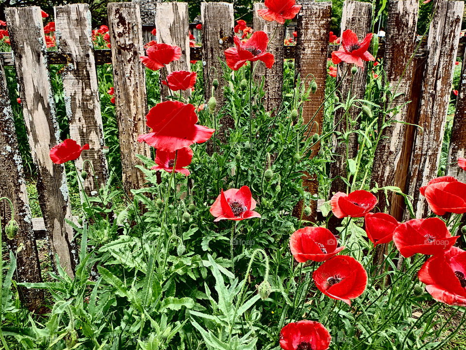 Red poppies