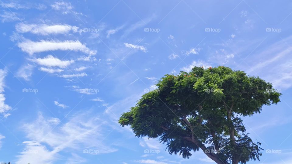 beautiful view of the forest