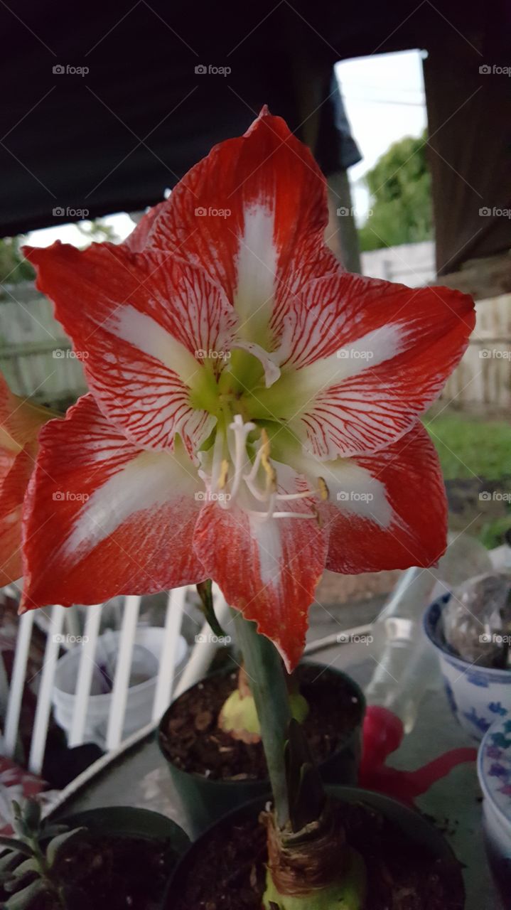 red and white blooming lilly