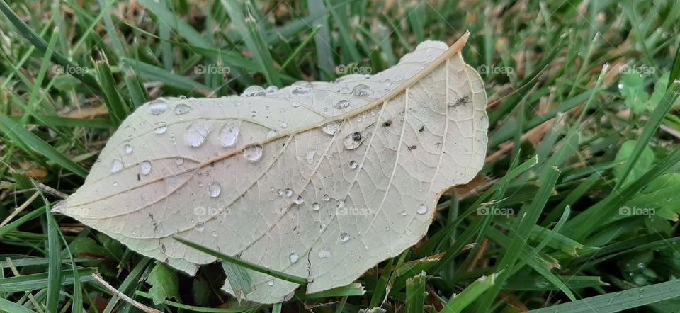 leaf on grass