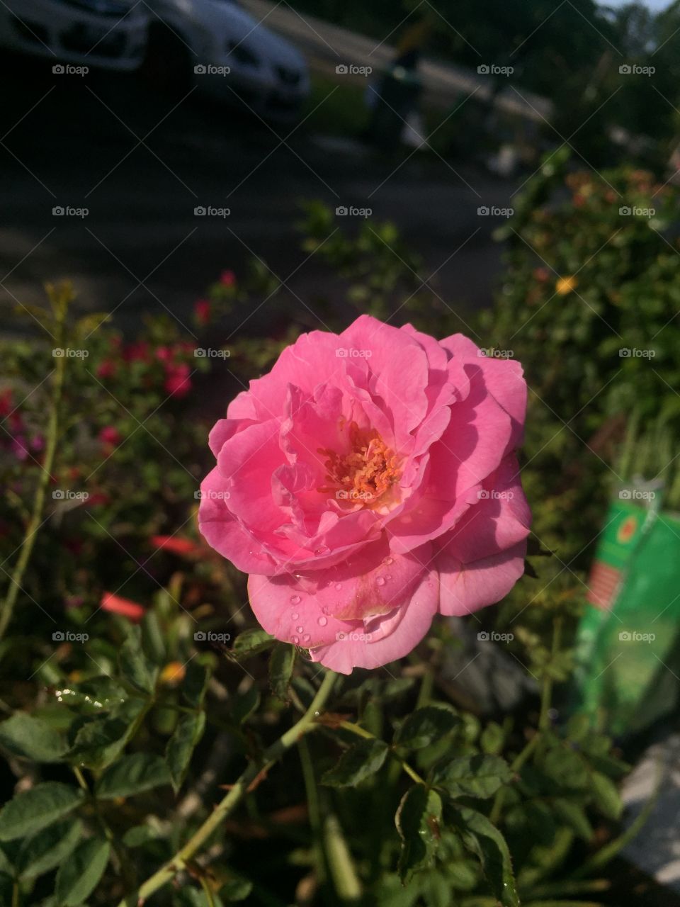 Roses pinky, rosie 