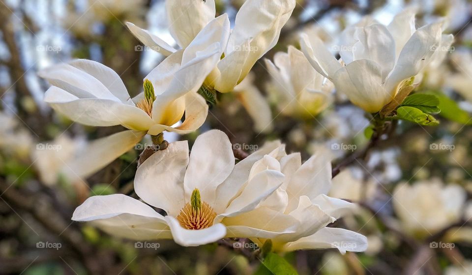Magnolia flowers are very large and simple, but their beauty lies in their simplicity, elegance and subtle charm.