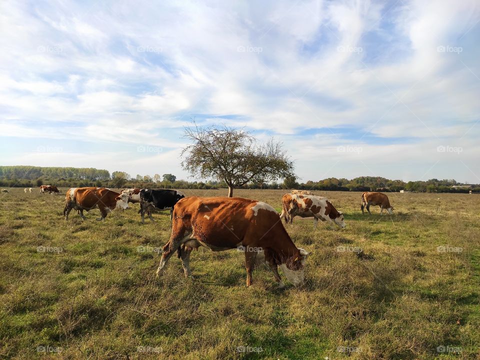 Zasavica Nature Wildlife Reserve Sremska Mitrovica domestic cattle grazes in the afternoon