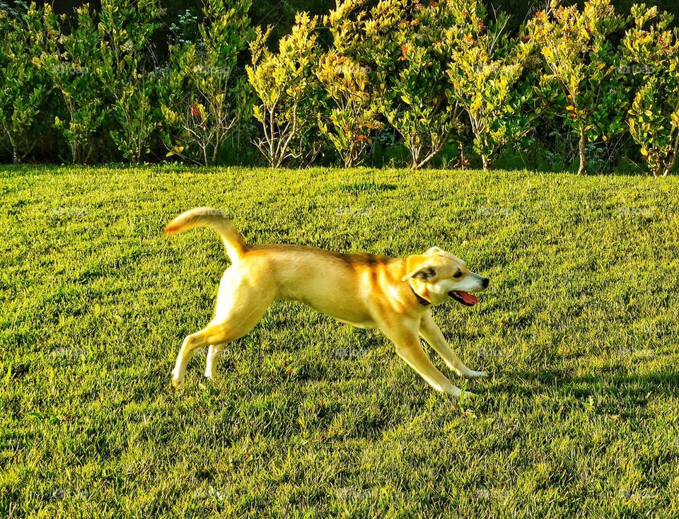 Yellow Lab Happily Frolicking