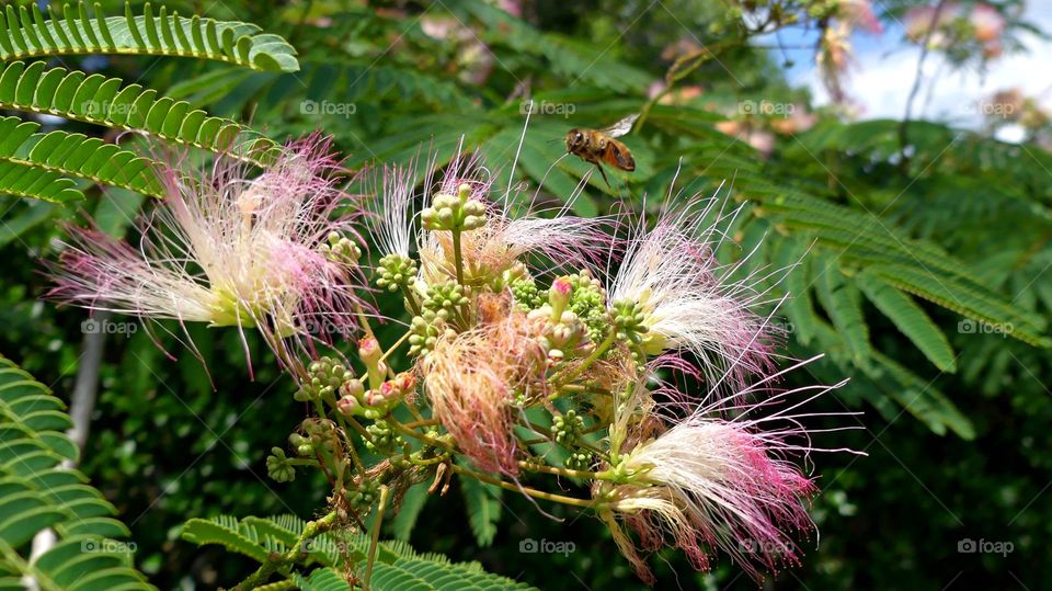 This is spring!
Persian Silk Tree - The Persian silk tree has special flowers which especially stand out because of their circular bundles of pinks stamens, protruding far beyond the petals. A Honey bee Hoovers over the top
