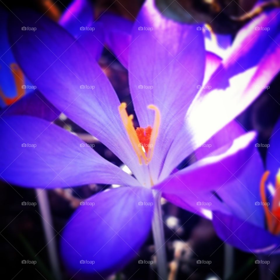 krokus . flower from my garden 