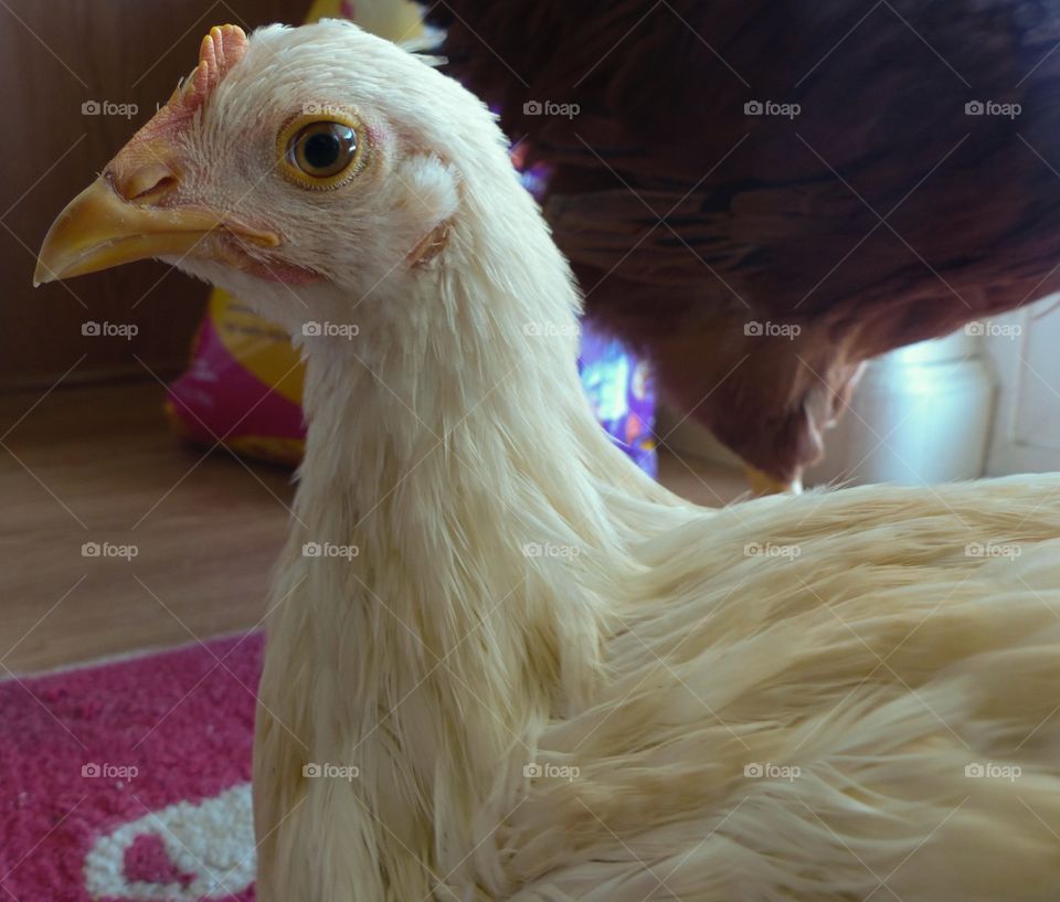 A unknown breed of chicken