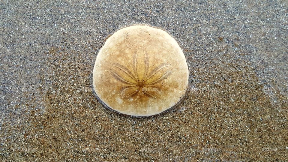 Sand dollar