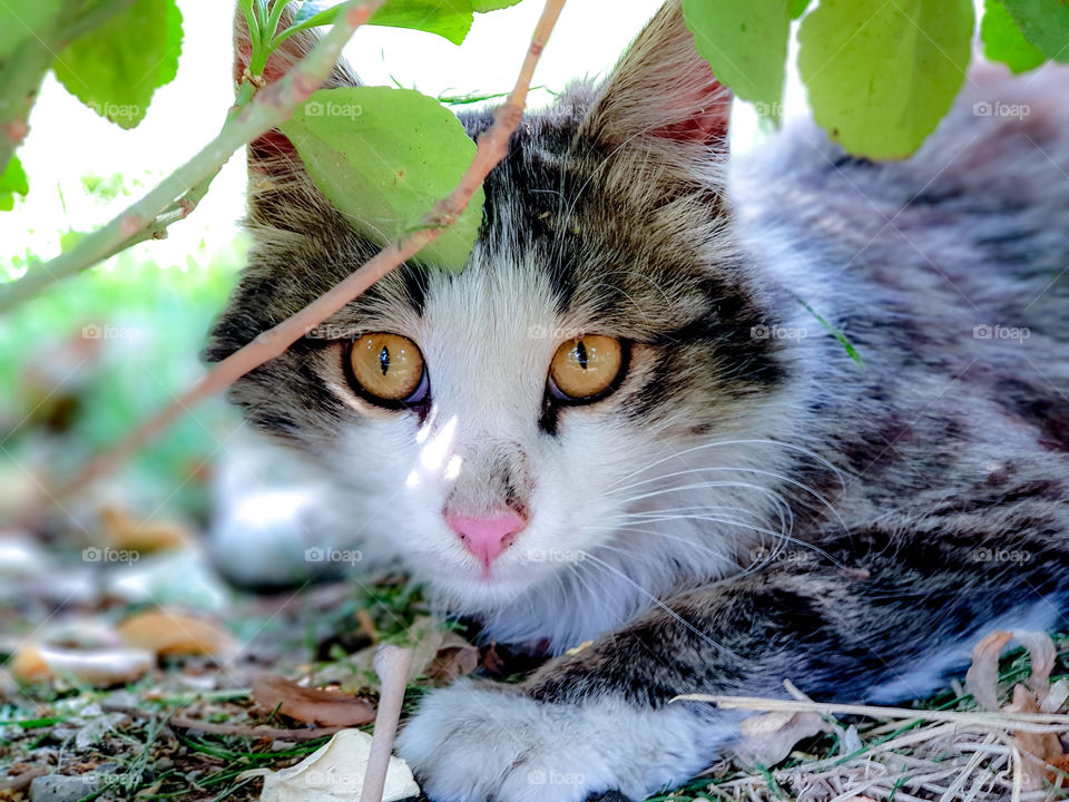 wild cat under the bushes staring intensely with beautiful yellow eyes