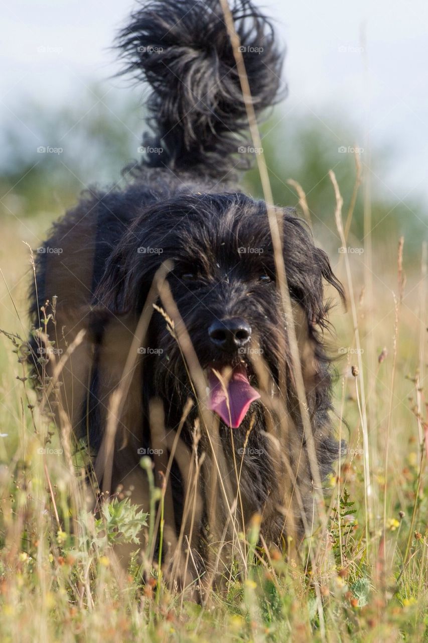 Black furry dog in field of grass