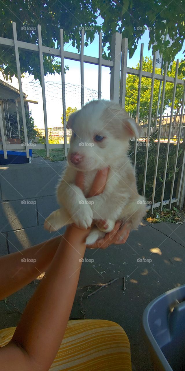 My Super Adorable Husky Puppy.