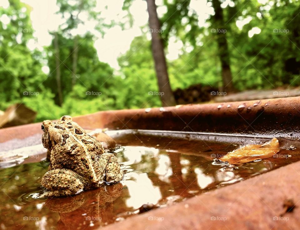 fowler's toad. couldn't stop shooting this little guy