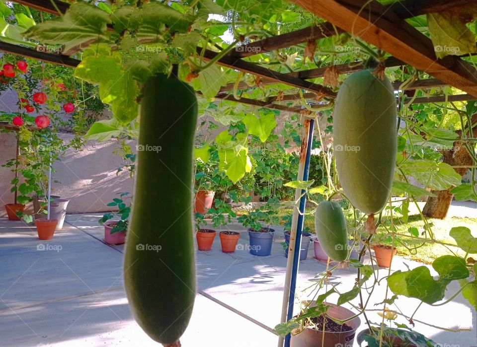 sow melon reap melon