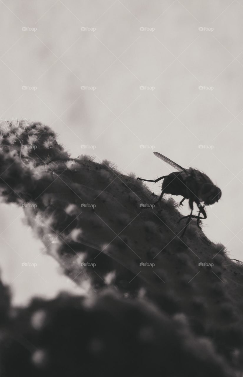 The fly // Nikon D3500