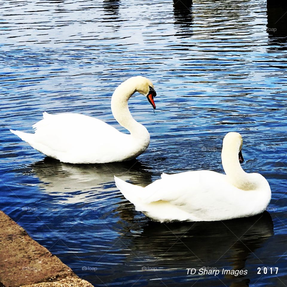 Swan Lake - Kensington Memorial Park, London, U.K.
