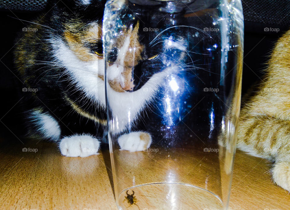 Lilly will eat  the earwig