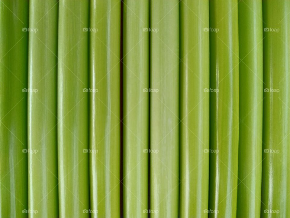 Full Frame shot of green wood texture background