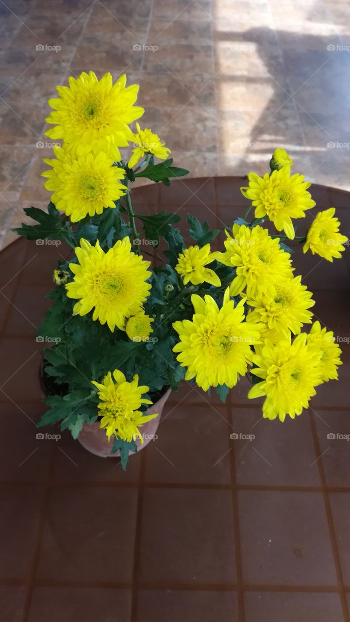 Kapuru Flowers