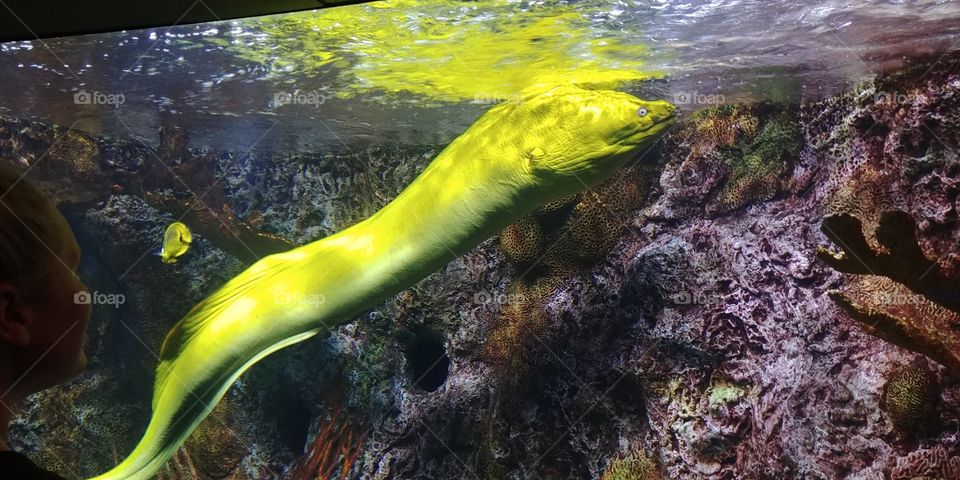 eel