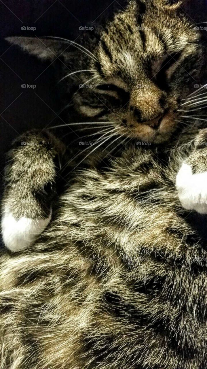 Grady, Whitey, my kitty