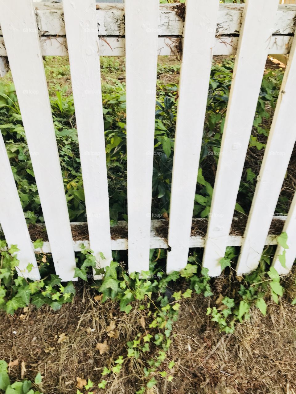 Picket fence 