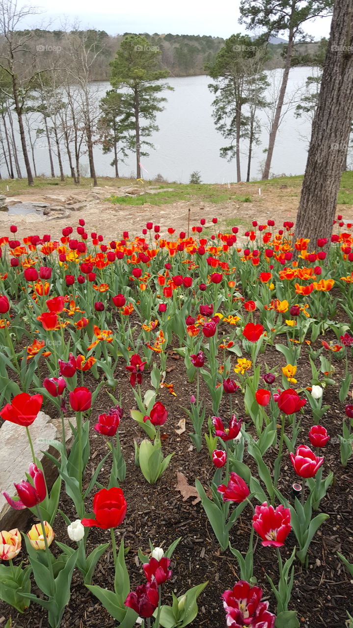 Garden bloom blossom flowers petals leaves grass gardener autumn nature