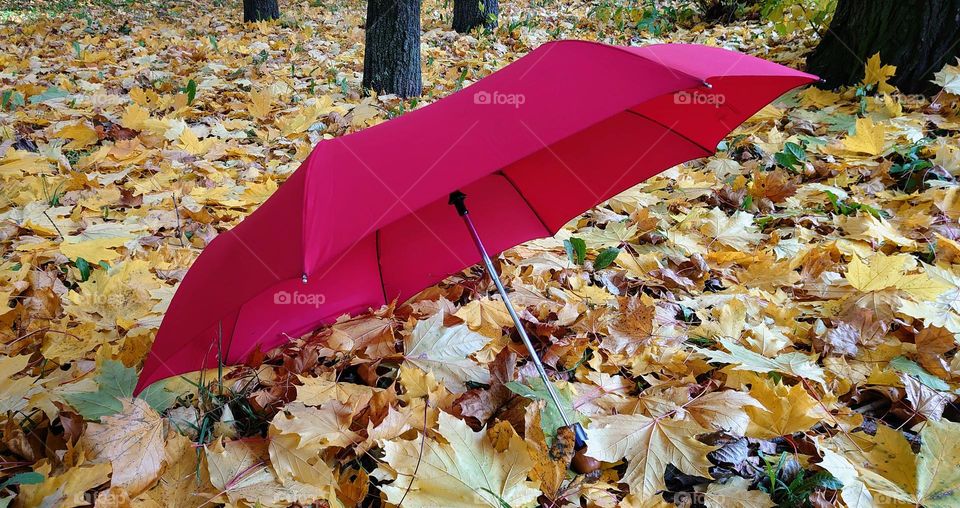 Autumn accessory🍁🍂Umbrella☂️