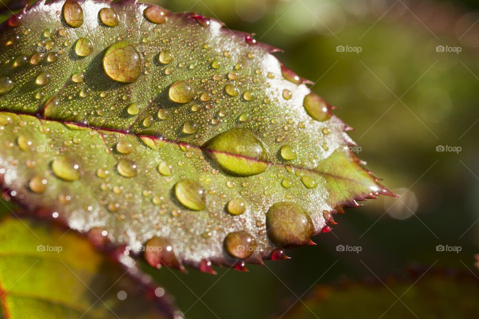 Rain drops on green petal . macro shot