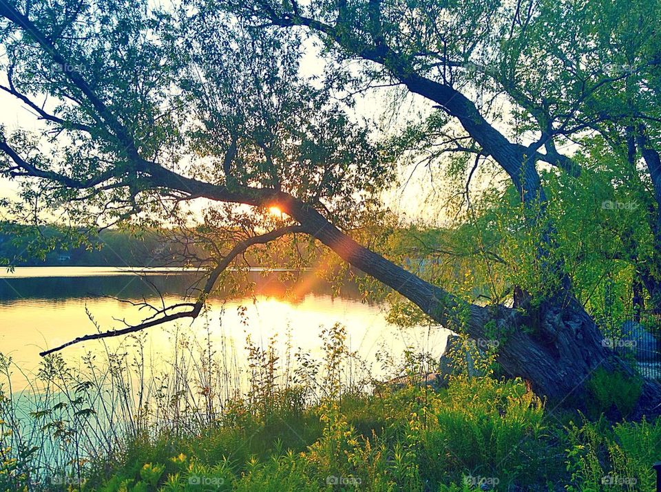 Sun rays through the trees