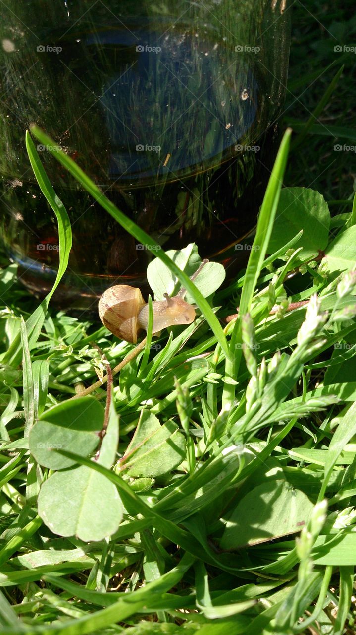 Curious Snail. A little snail decided that the lawn was more fun than my glass of coke while I was weeding the garden.