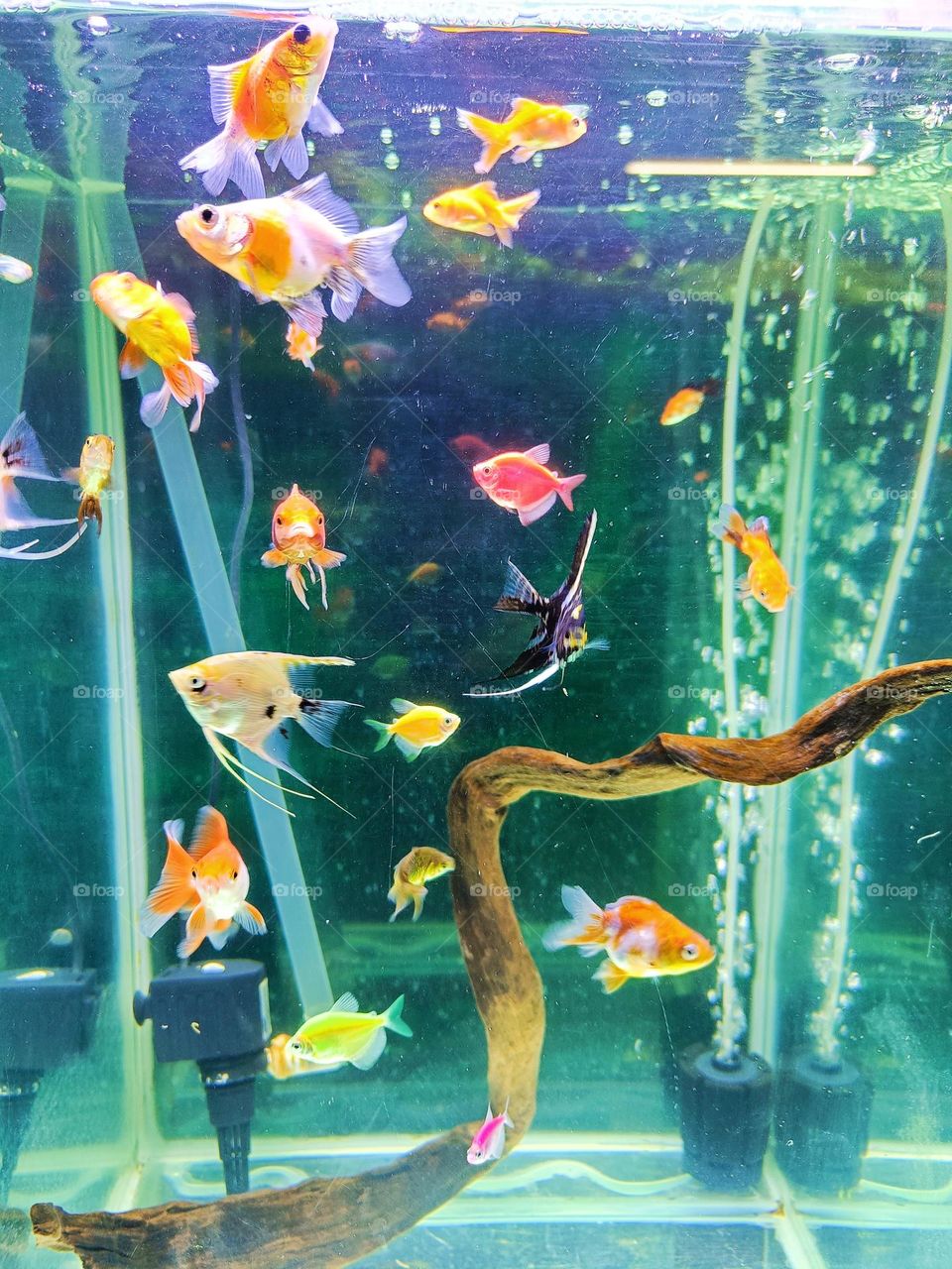 Small fish in the aquarium