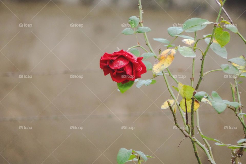 Aveludada rosa vermelha