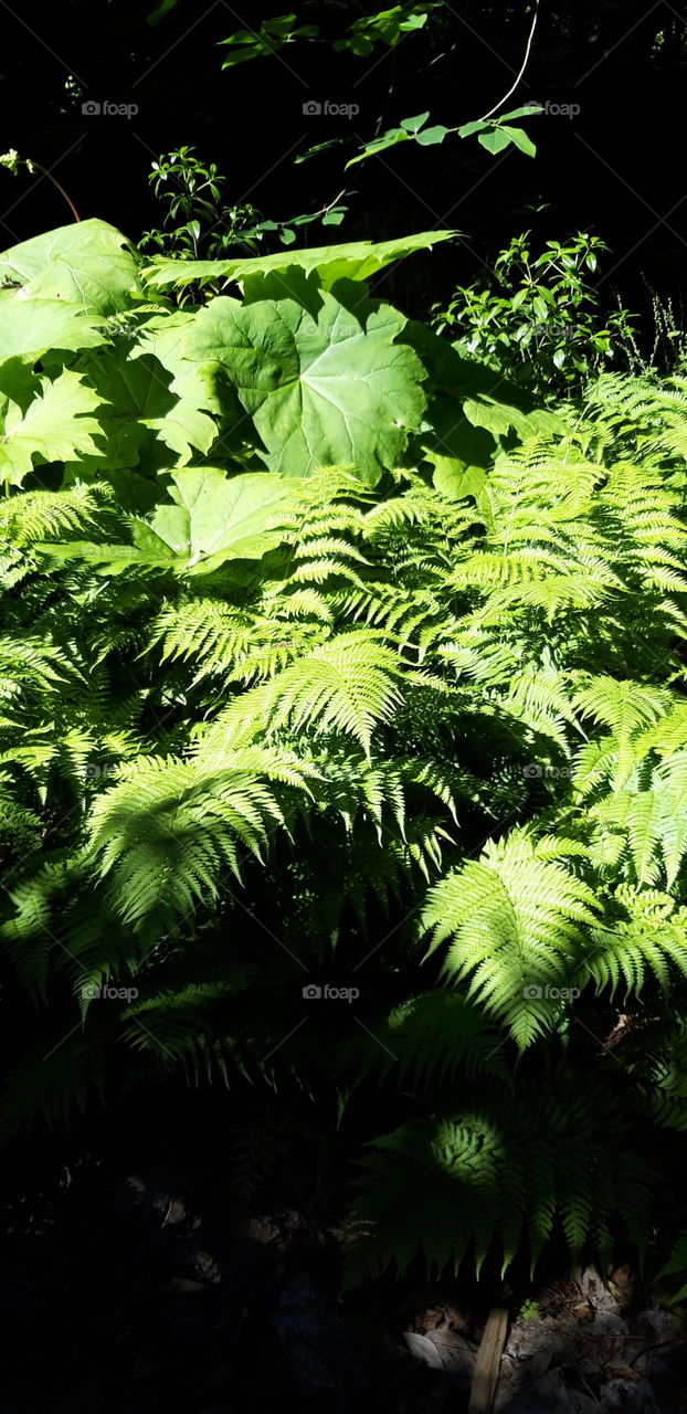 fougeres sur l'ile de vancouver