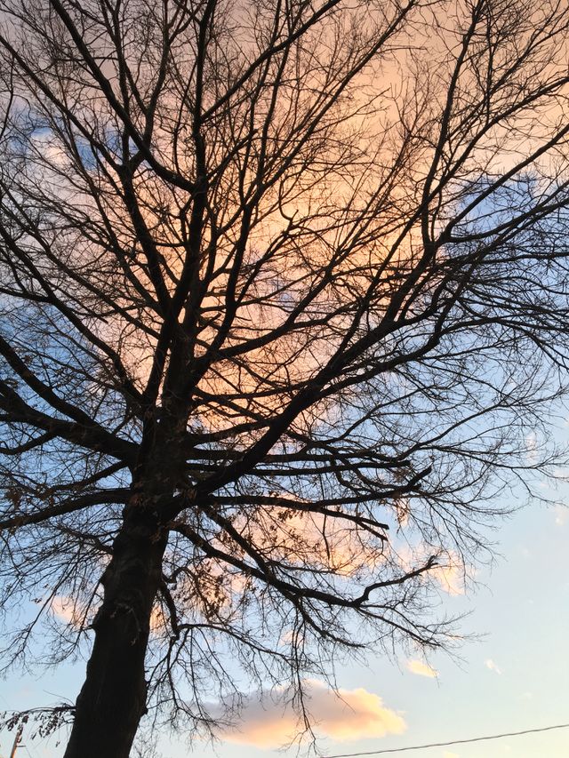 Trees against blue sky and big fluffy clouds