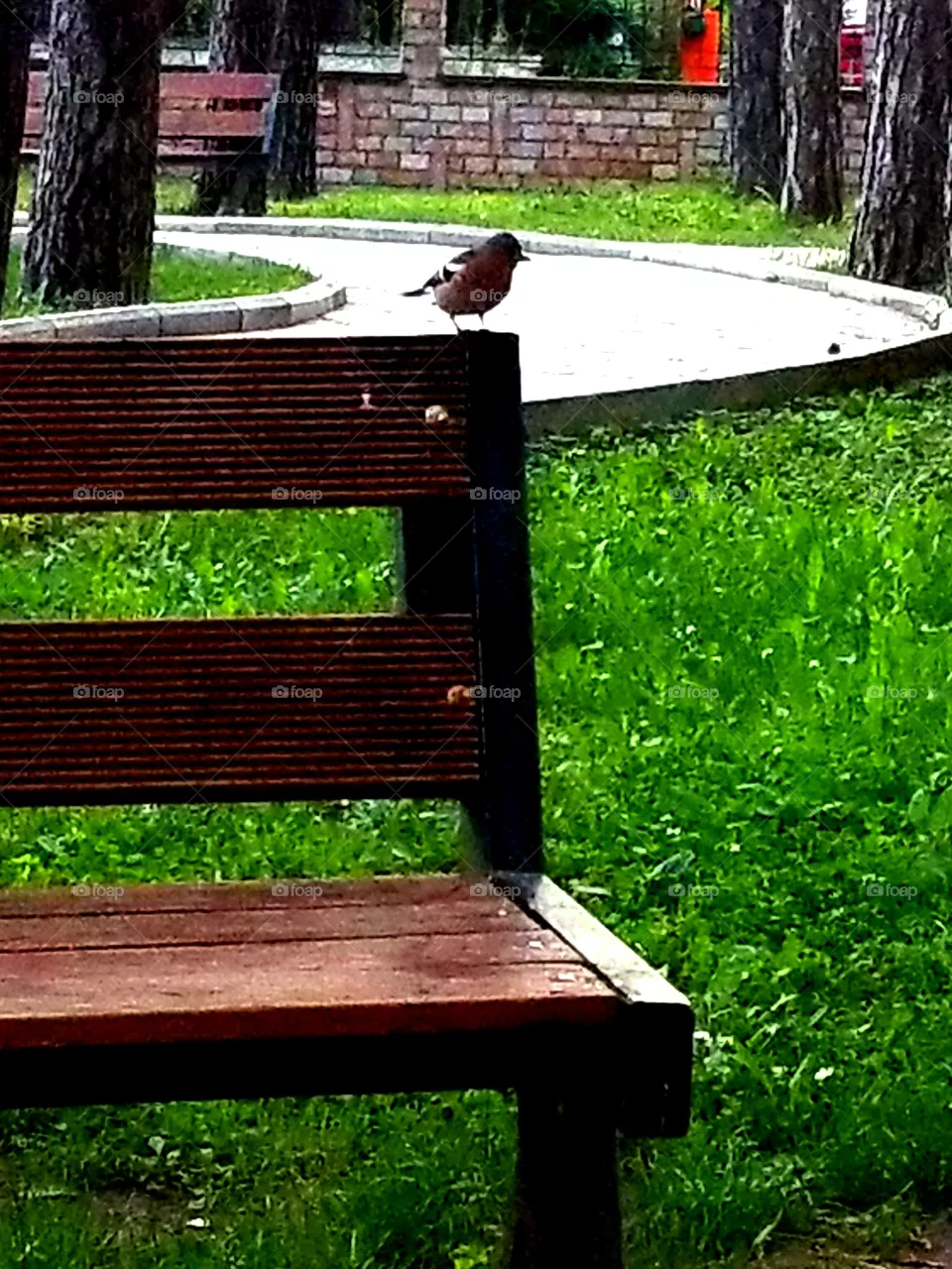 bird