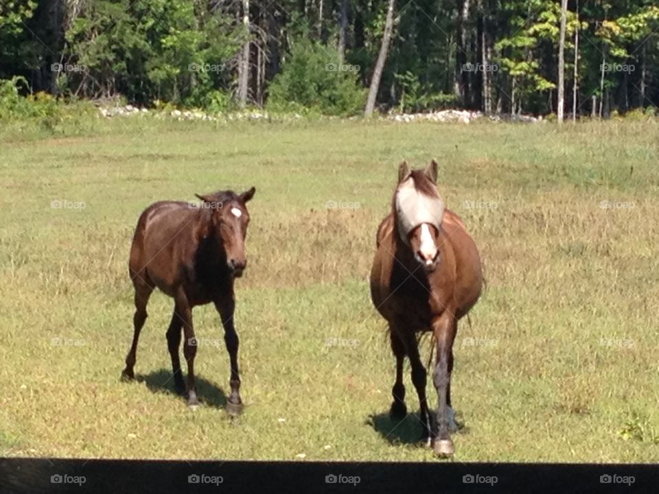 Mom and mare