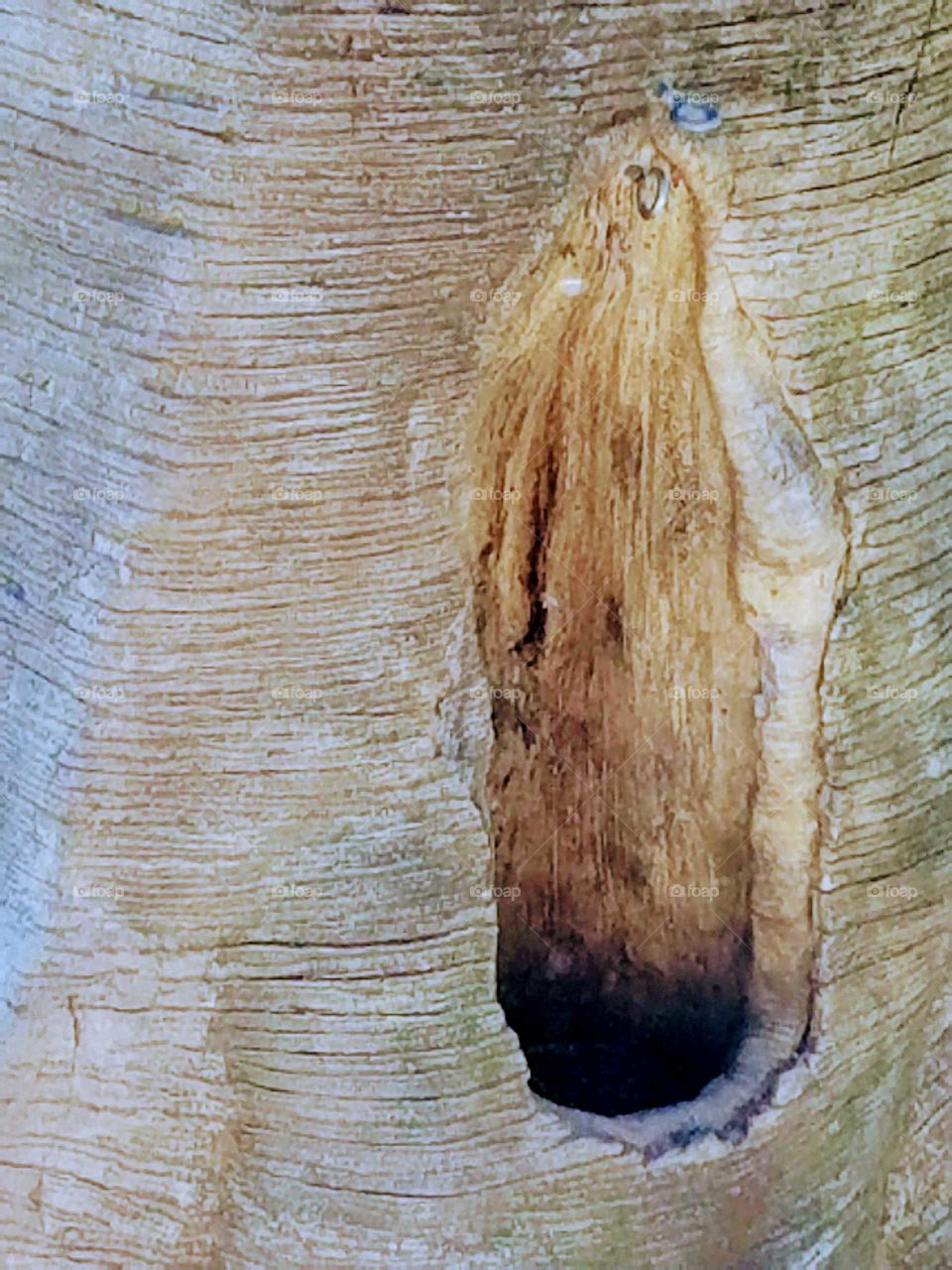Tree Trunk