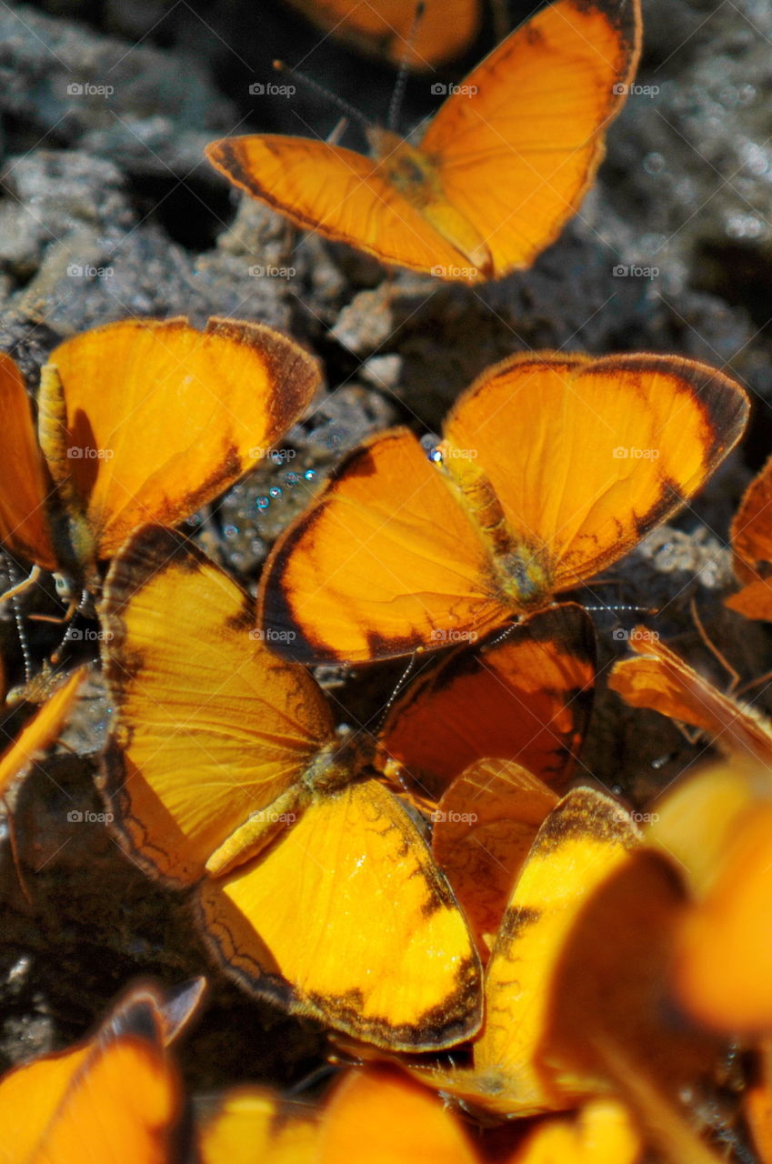 Butterflies at Juan Curi Waterfall , Santander, Colombia.