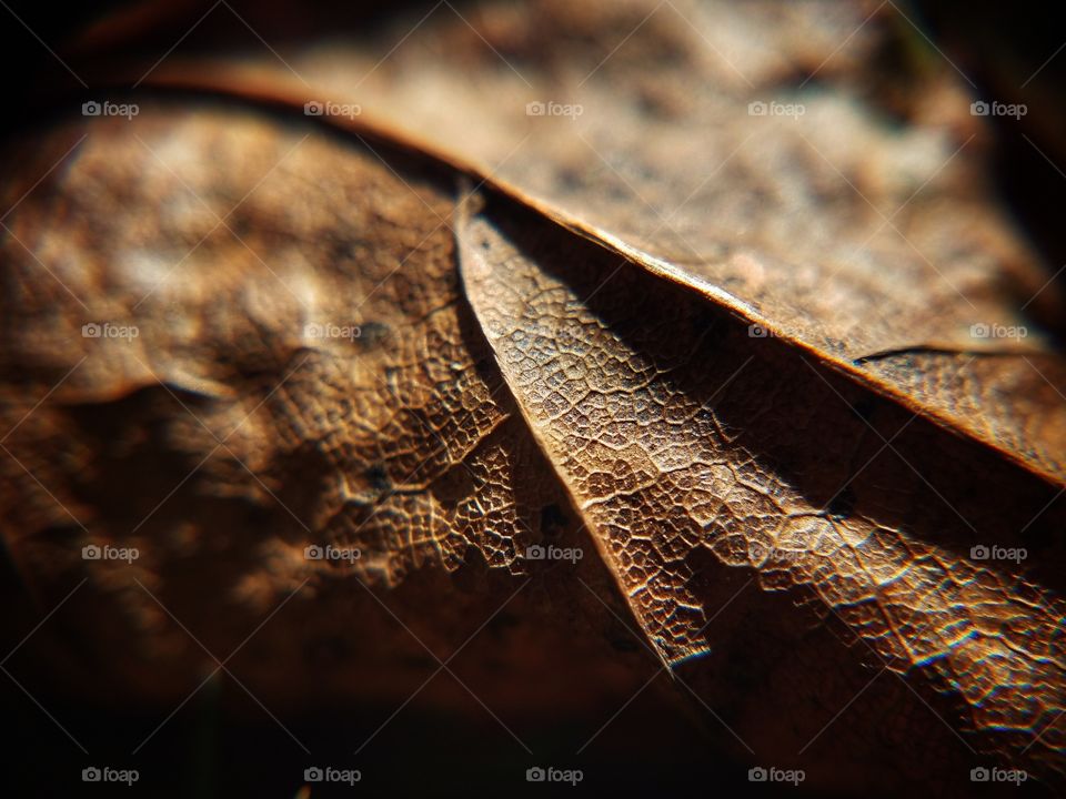 Fallen Leaf Close-up