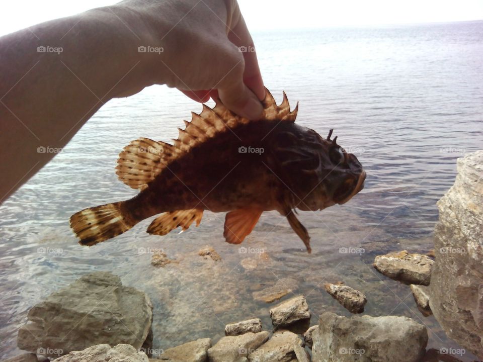 sea fish in hand