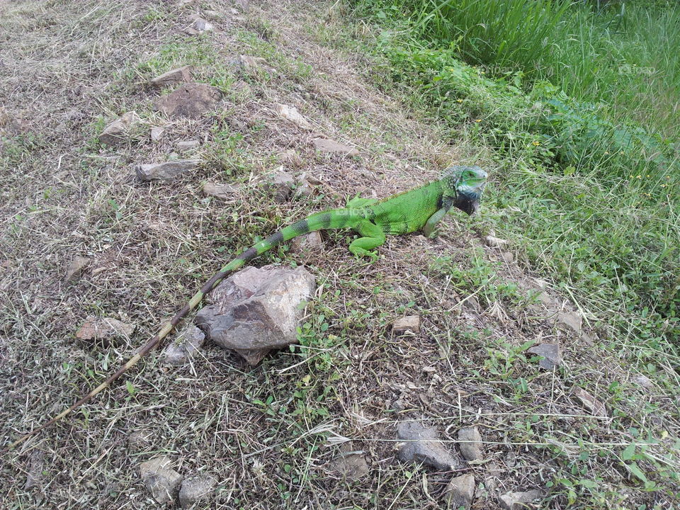 Iguana