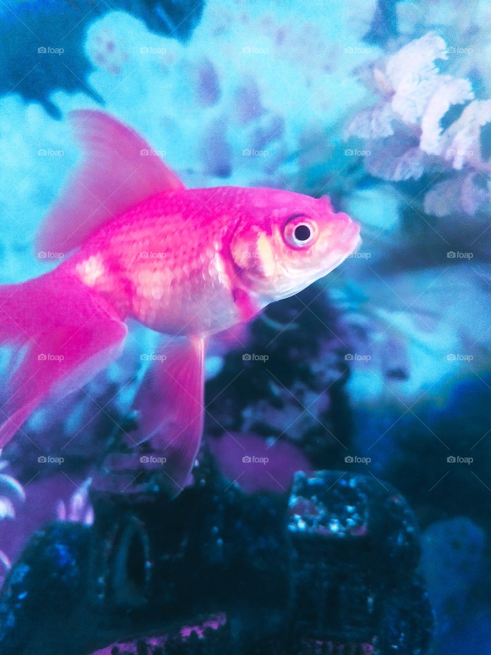 Fish Tank View shot on Camera