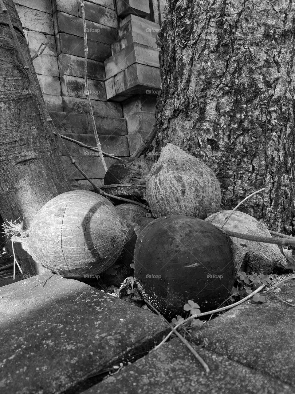 Coconuts as a local comodity in Indonesia is placed under a tree