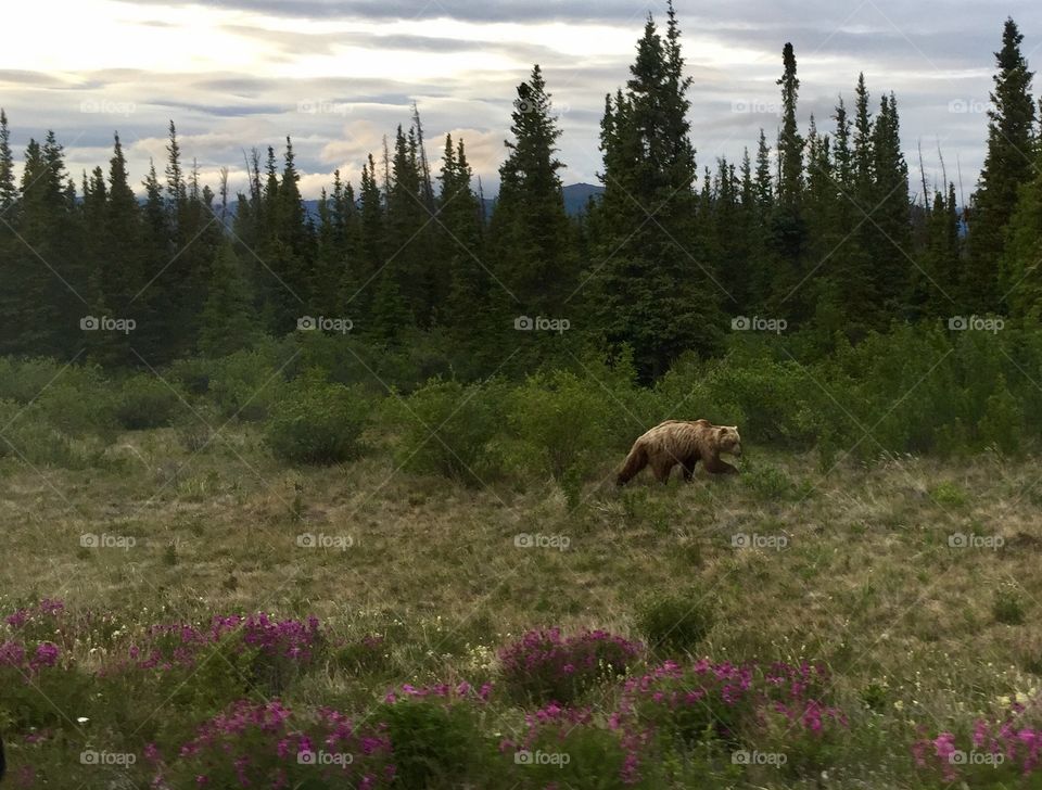 Grizzly Bear in Alaska. Walking in the wildflowers during sunset