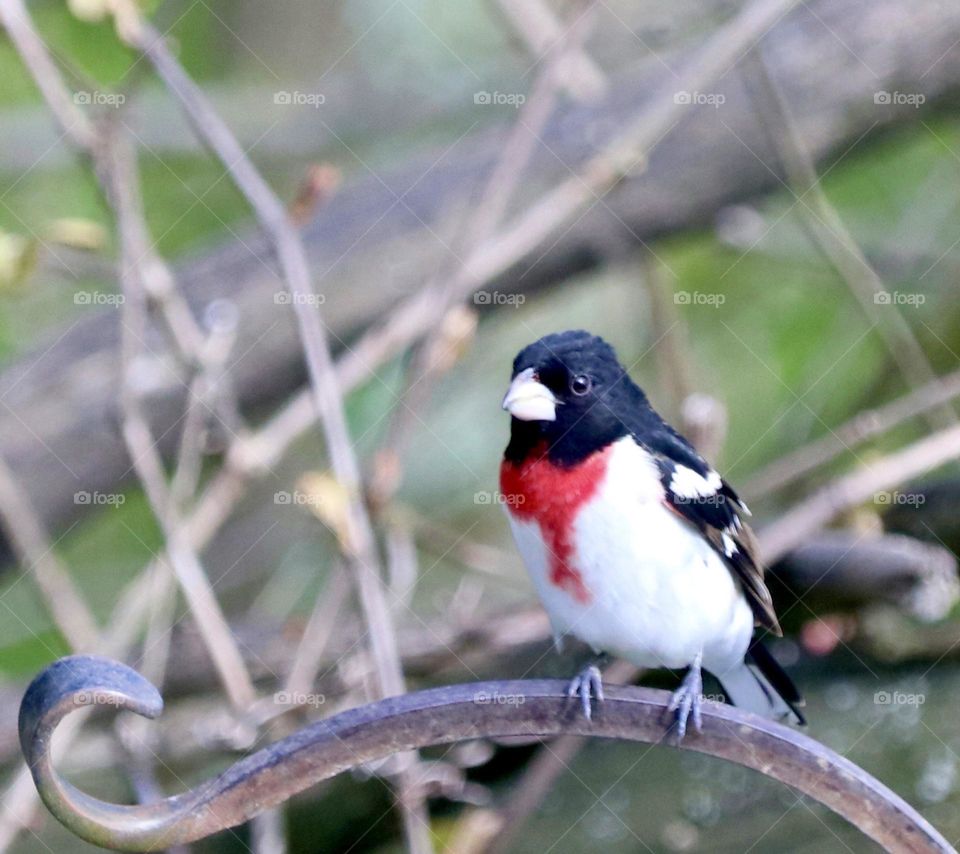 Rose breasted Grosbeak perched on a shepherd’s hook