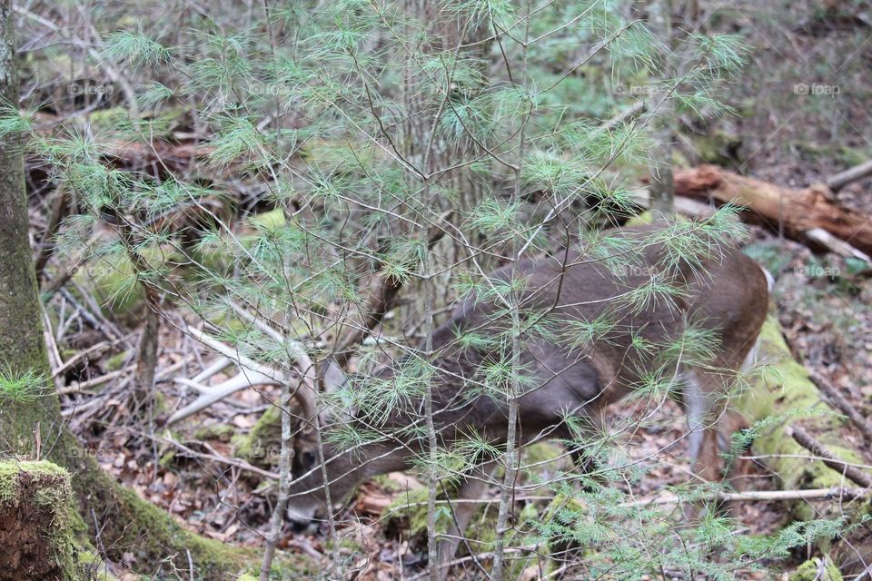 Camouflaged Buck