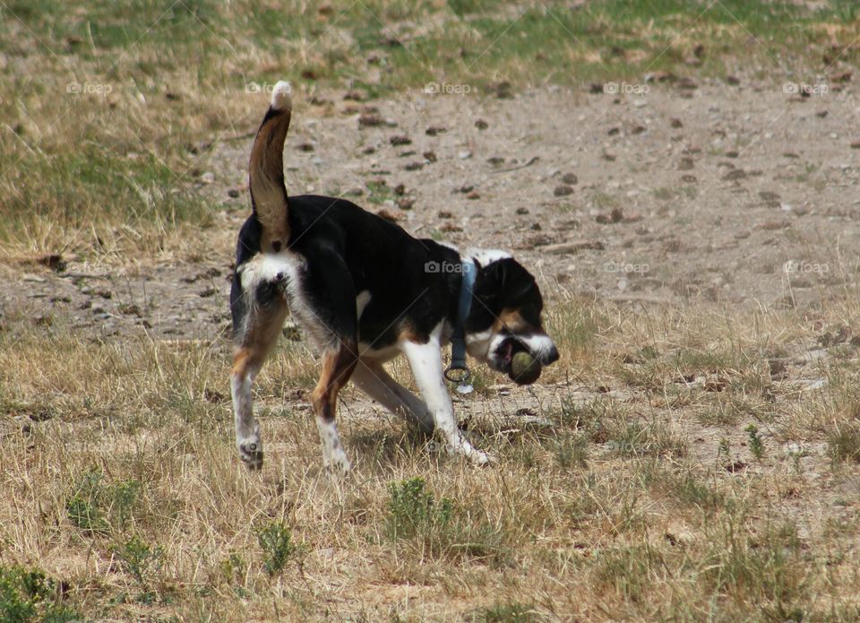 dog park beagle tackles tennis ball